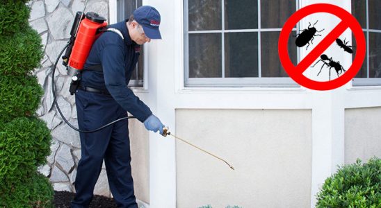 Sasalı Bit İlaçlama böcek ilaçlama ve haşere kontrolü — ilaclama-tr.com